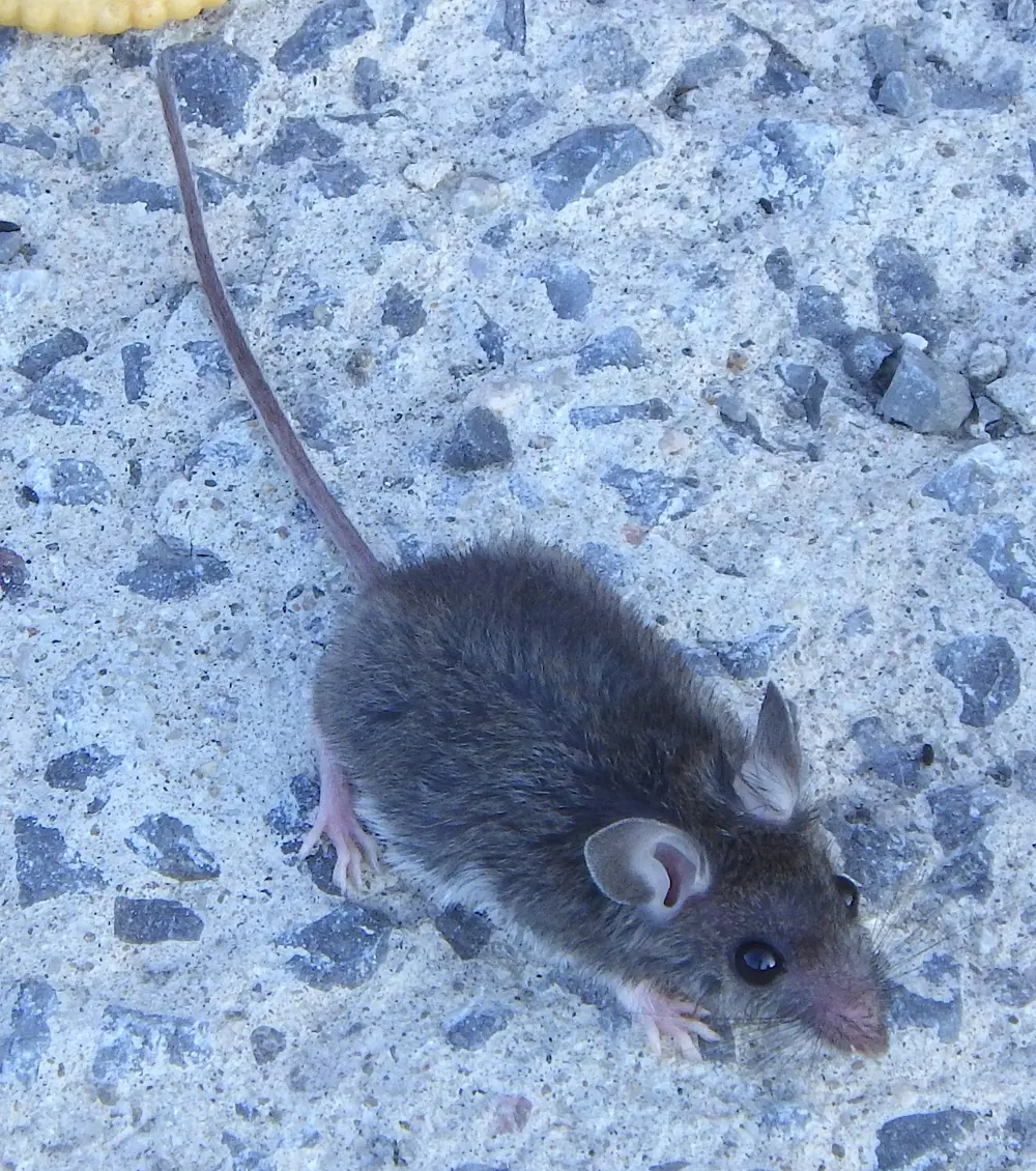 A house mouse on concrete, the mouse that moves into Akron homes every fall