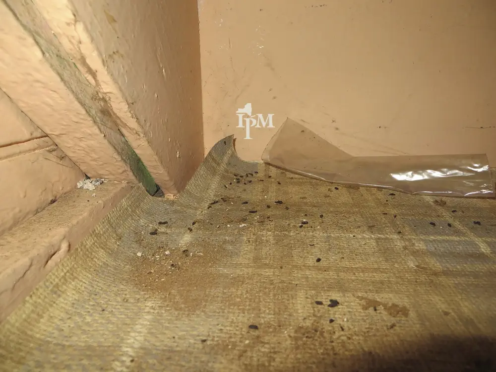 House mouse droppings scattered along an Akron basement floor and sill