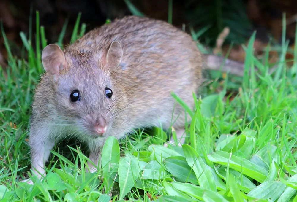 A brown rat, also called a Norway rat, in the grass